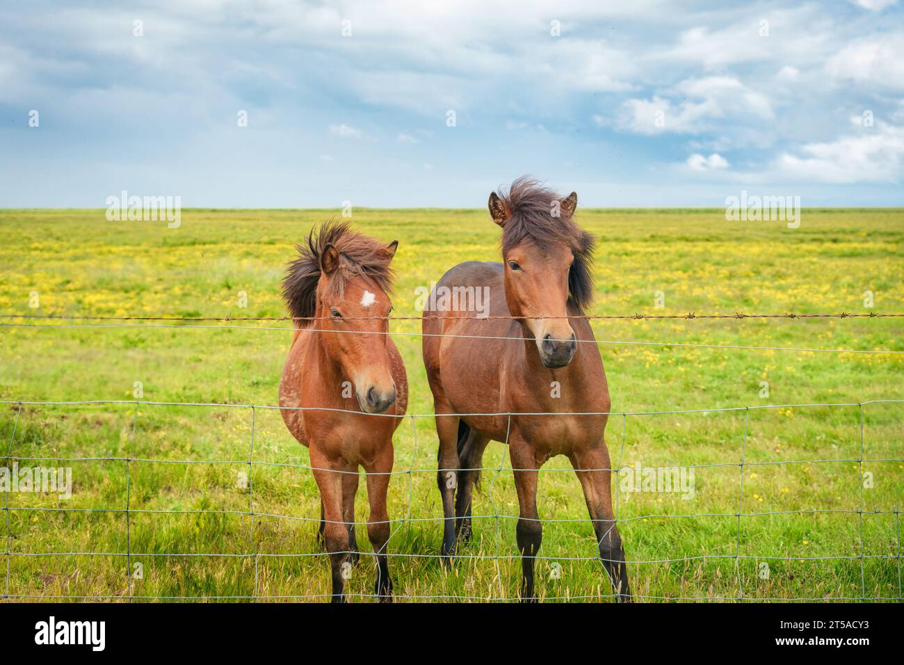 Icelandic brown mare and young foal living on meadow by stable in ...