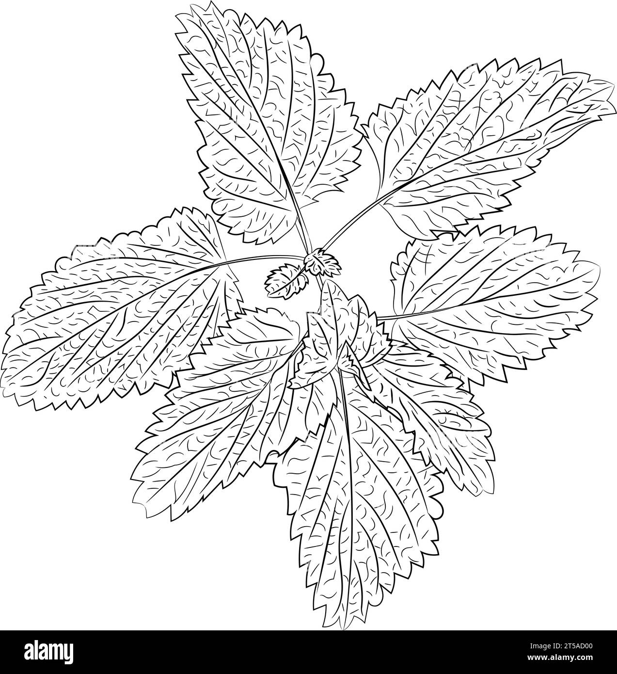 Line art illustration of fragrant fresh mint sprig. Vector illustration
