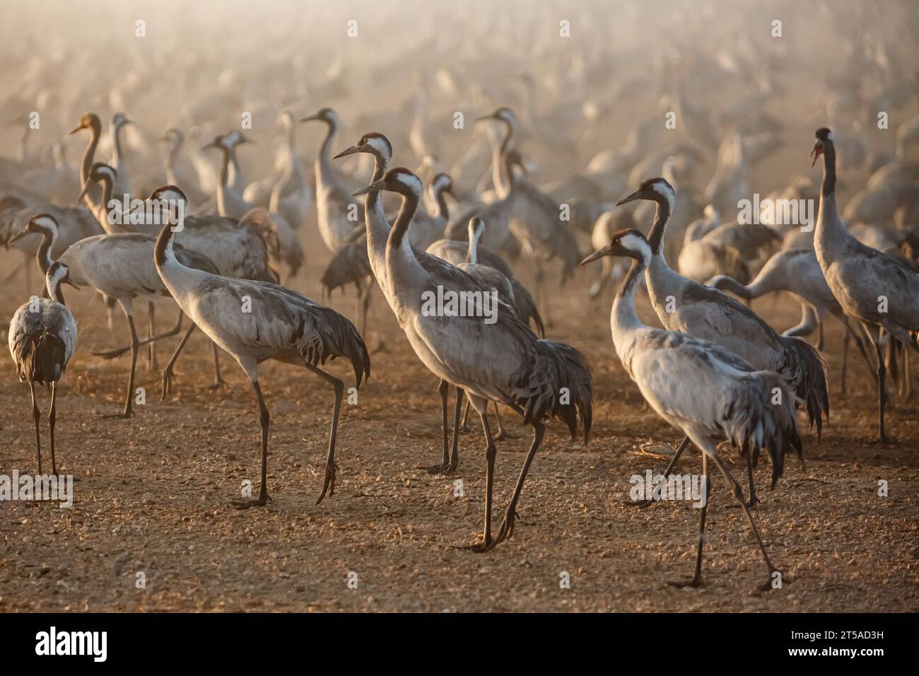 Migrating cranes at the Hula Lake ornithology and nature park in northern Israel. Stock Photo