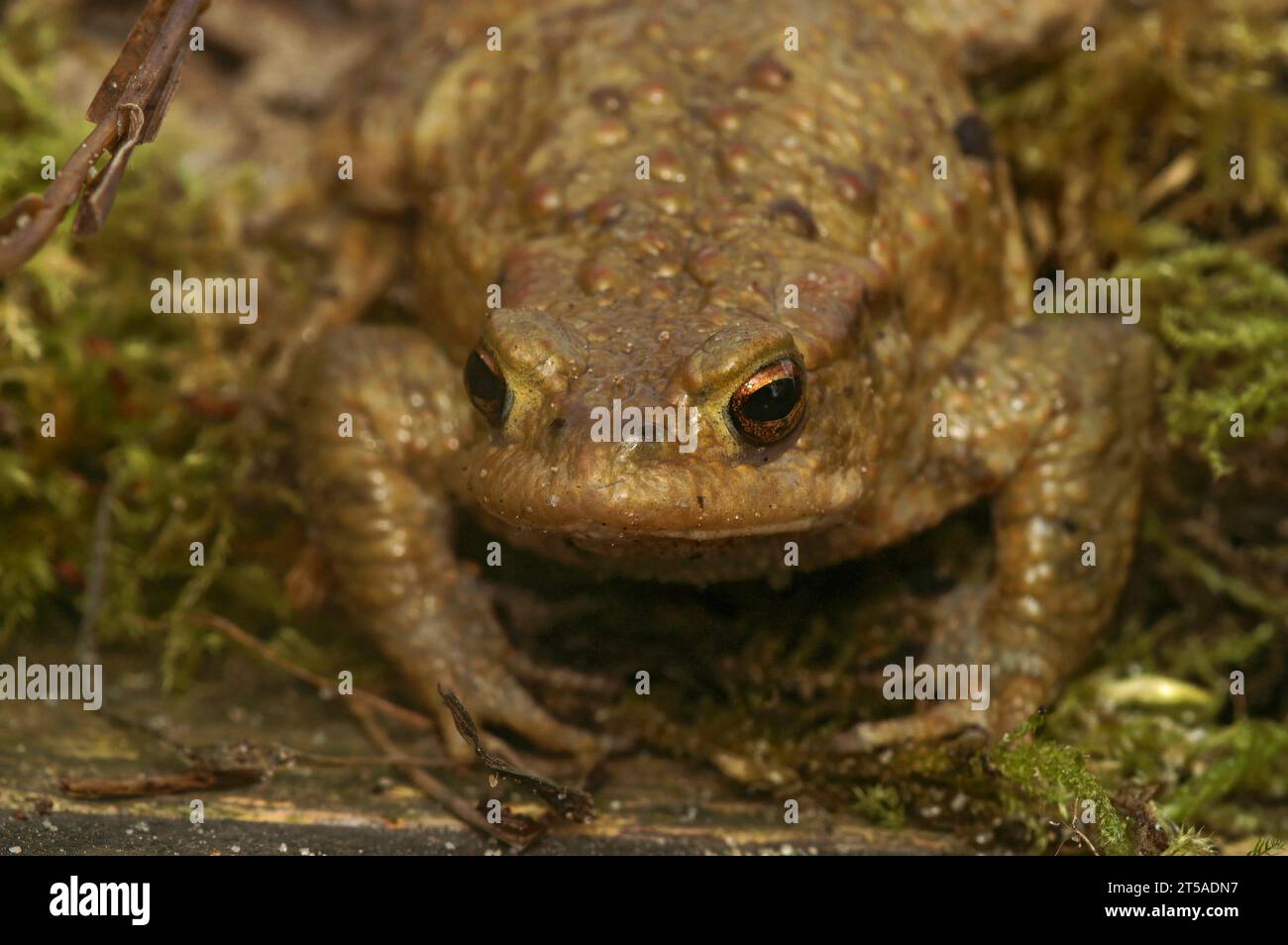 Natural frontal closeup on a female Common European toad, Bufo bufo looking into the camera Stock Photo