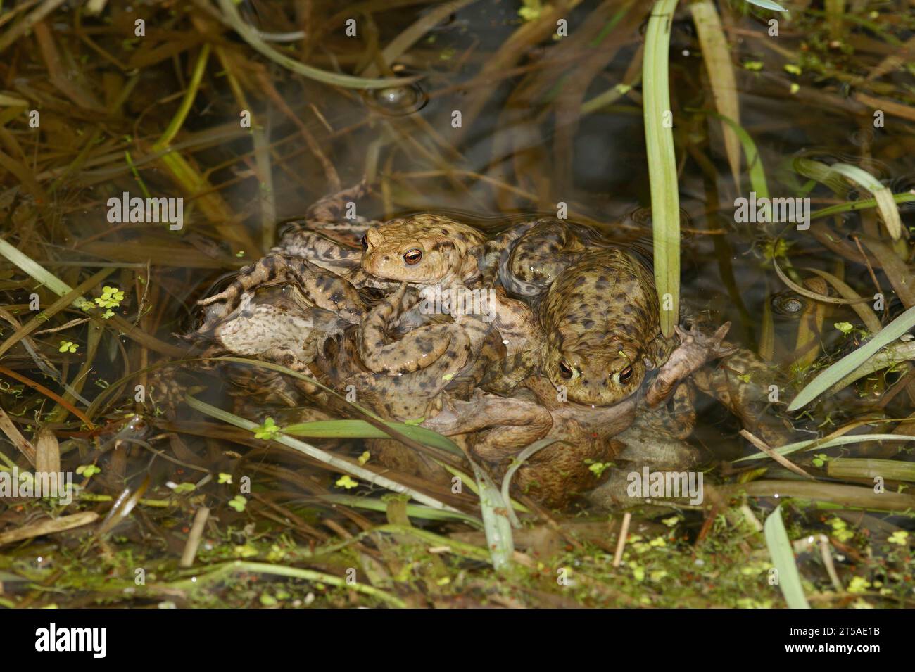 Natural closeup on a ball of male European common toad, Bufo bufo busy fertilizing fresh laid eggs Stock Photo