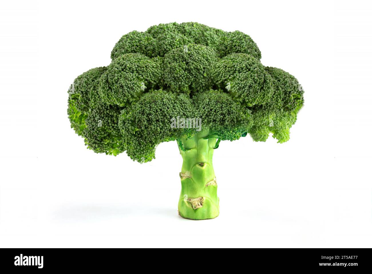 Broccoli isolated on white background, Fresh Broccoli Stock Photo