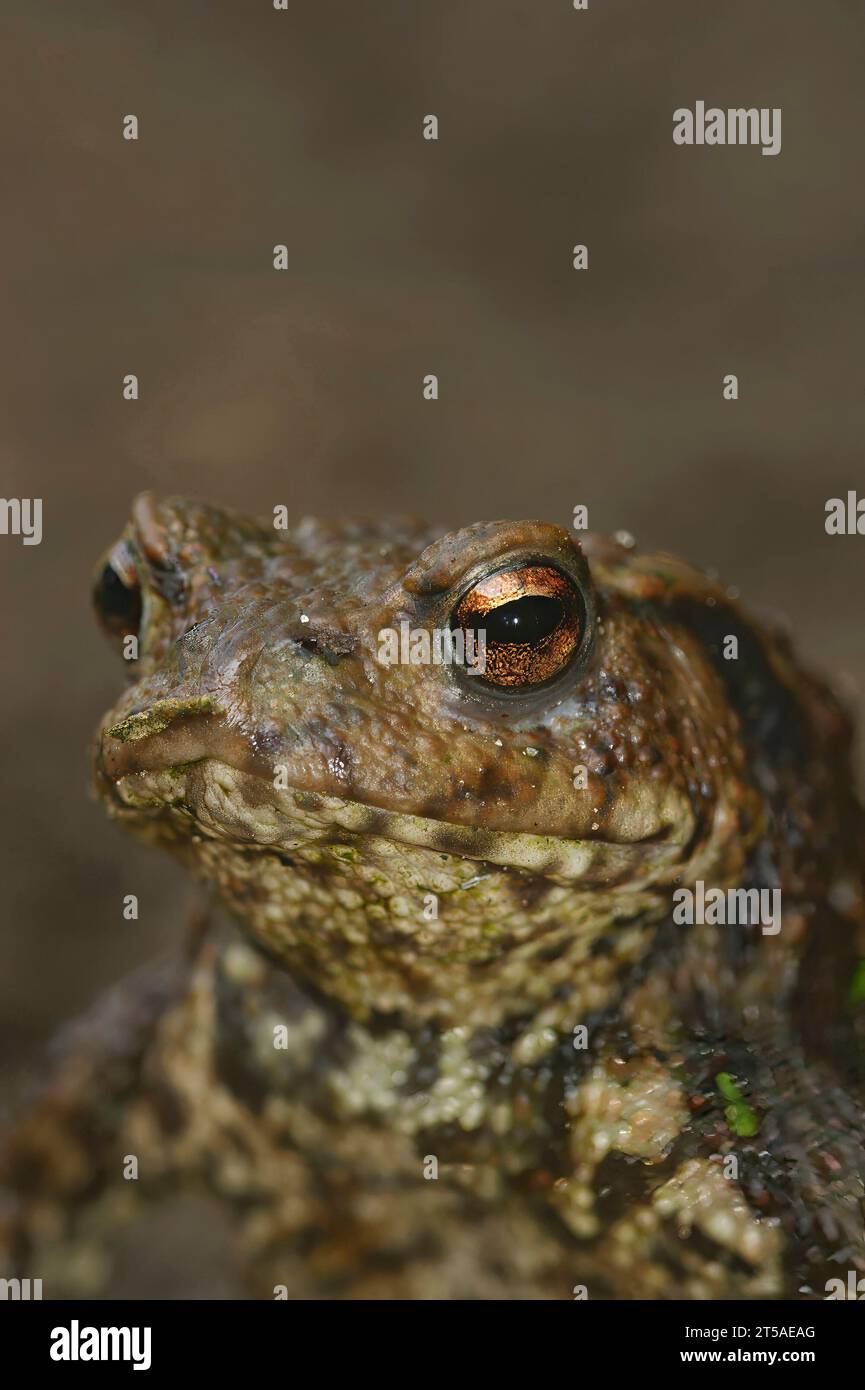 Natural vertical closeup on a female Common European toad, Bufo bufo, with copy-space Stock Photo