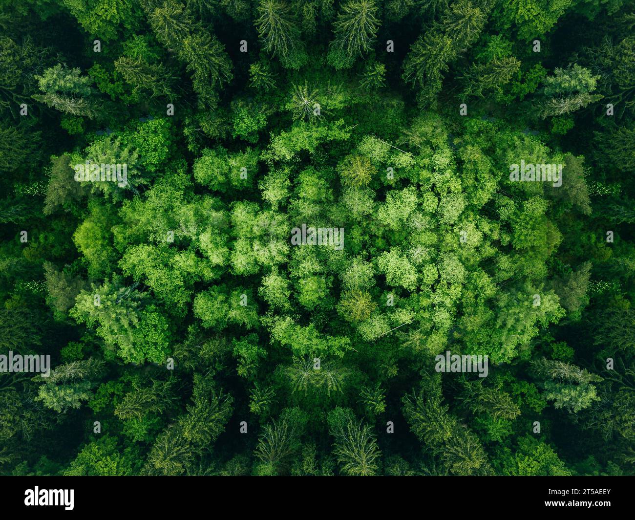 Aerial view green forest canopies hi-res stock photography and images ...