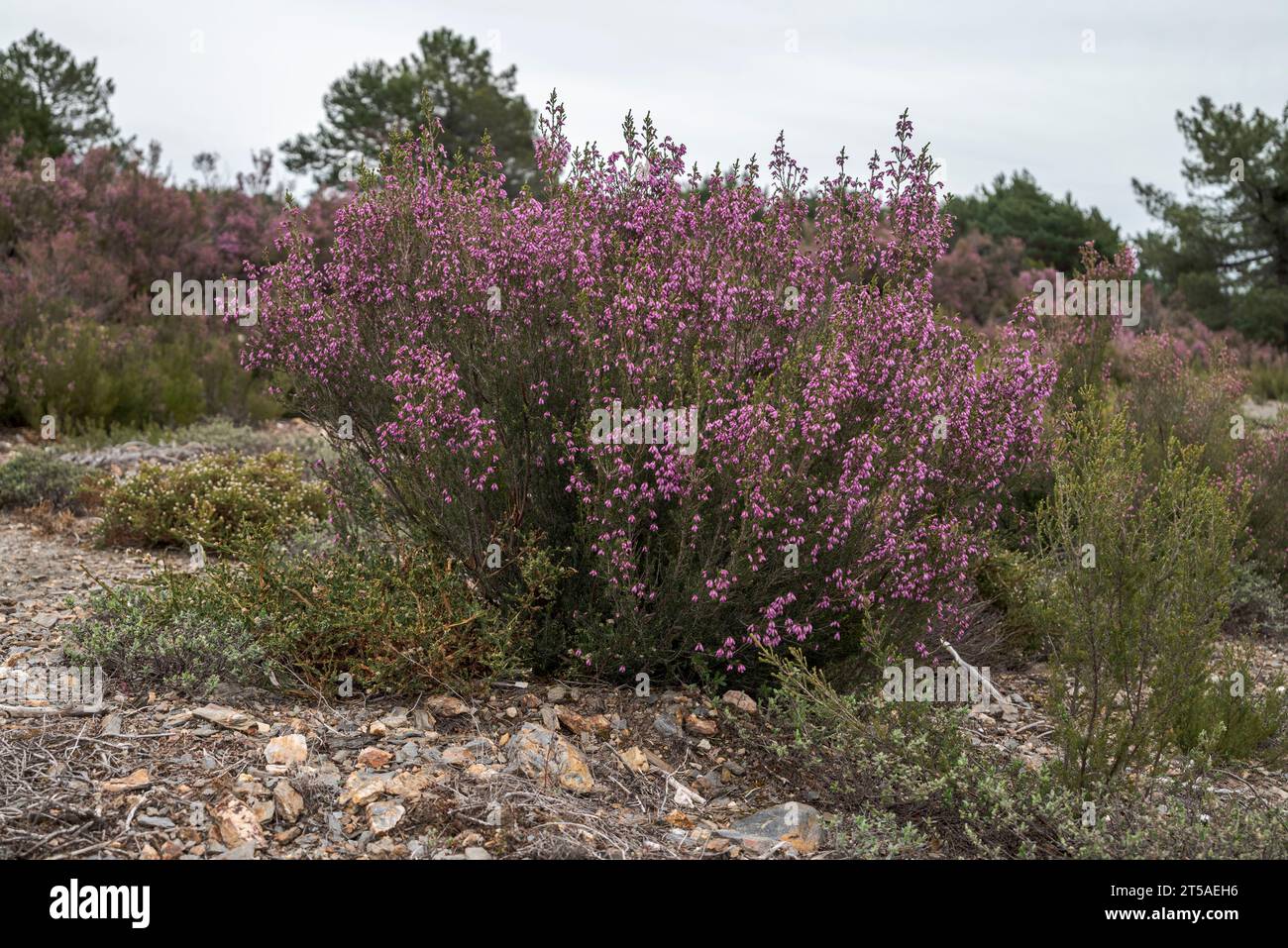 Spanish heath, Erica australis. It is a species of flowering plant in the family Ericaceae, native to the western Iberian Peninsula (Portugal and West Stock Photo