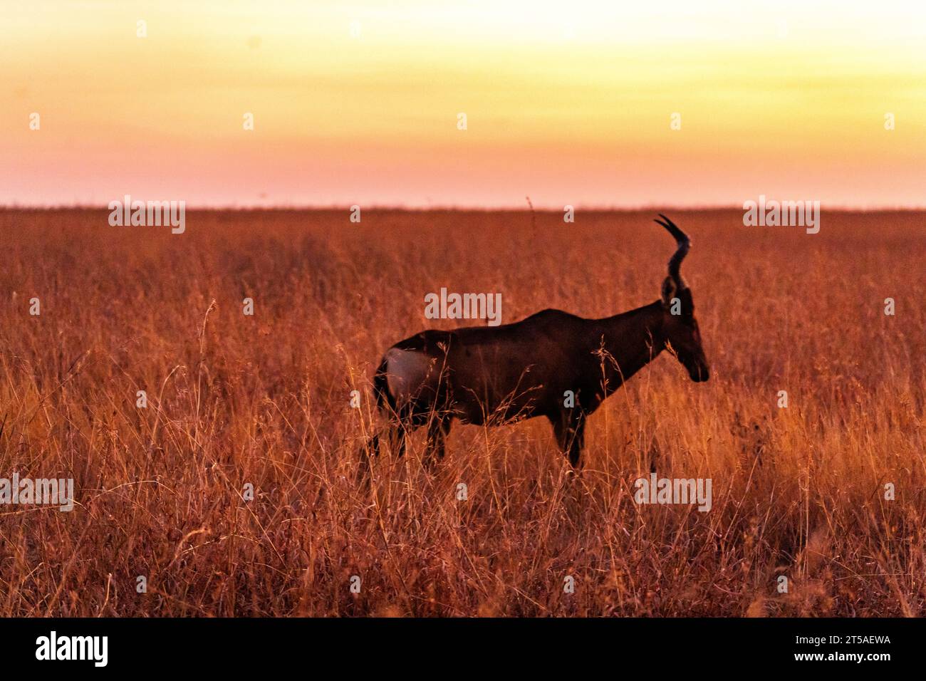African savannah sunset hi-res stock photography and images - Alamy