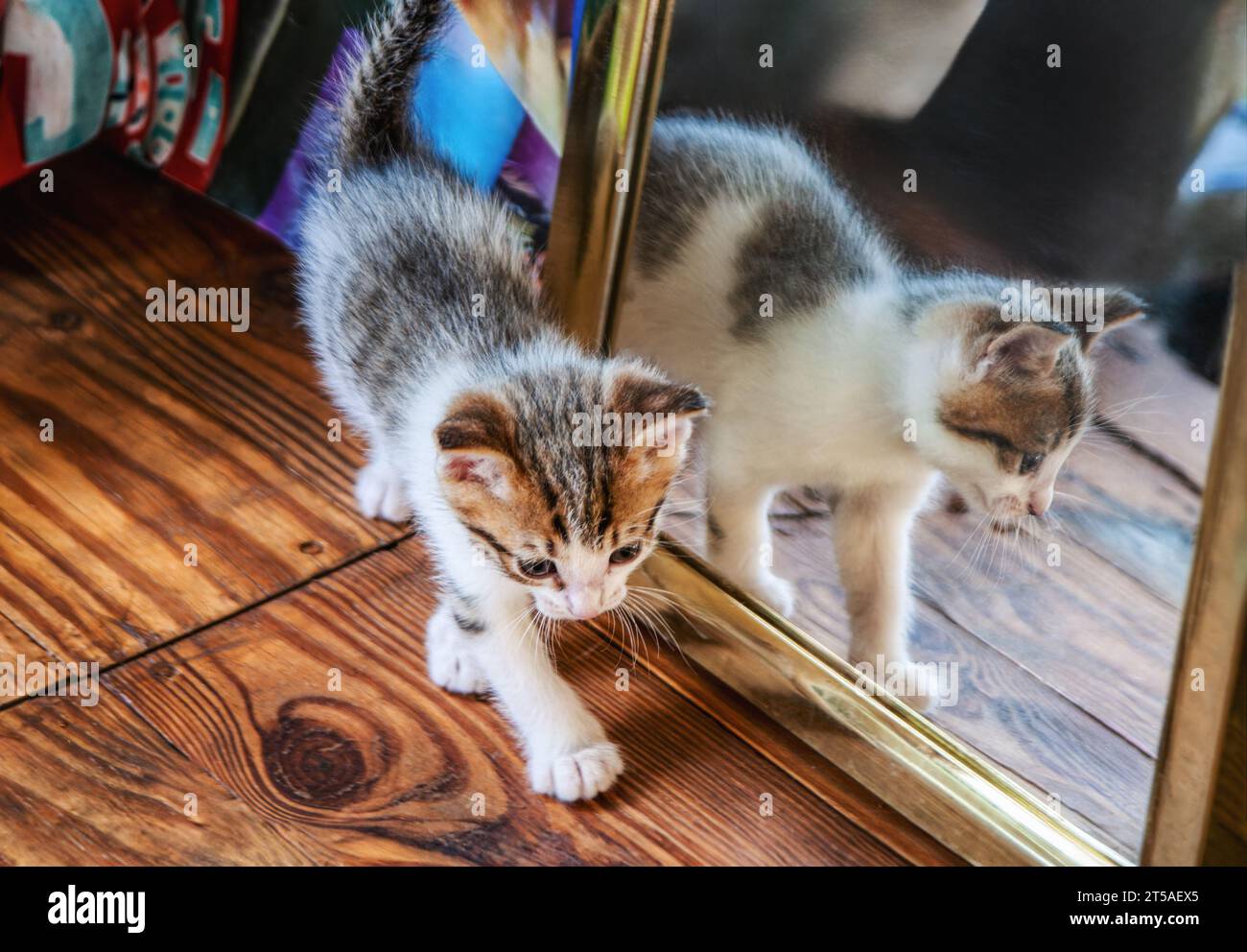 baby kitten sited on a wooden floor , reflected in a mirror, at a shelter sponsored by a charity Stock Photo