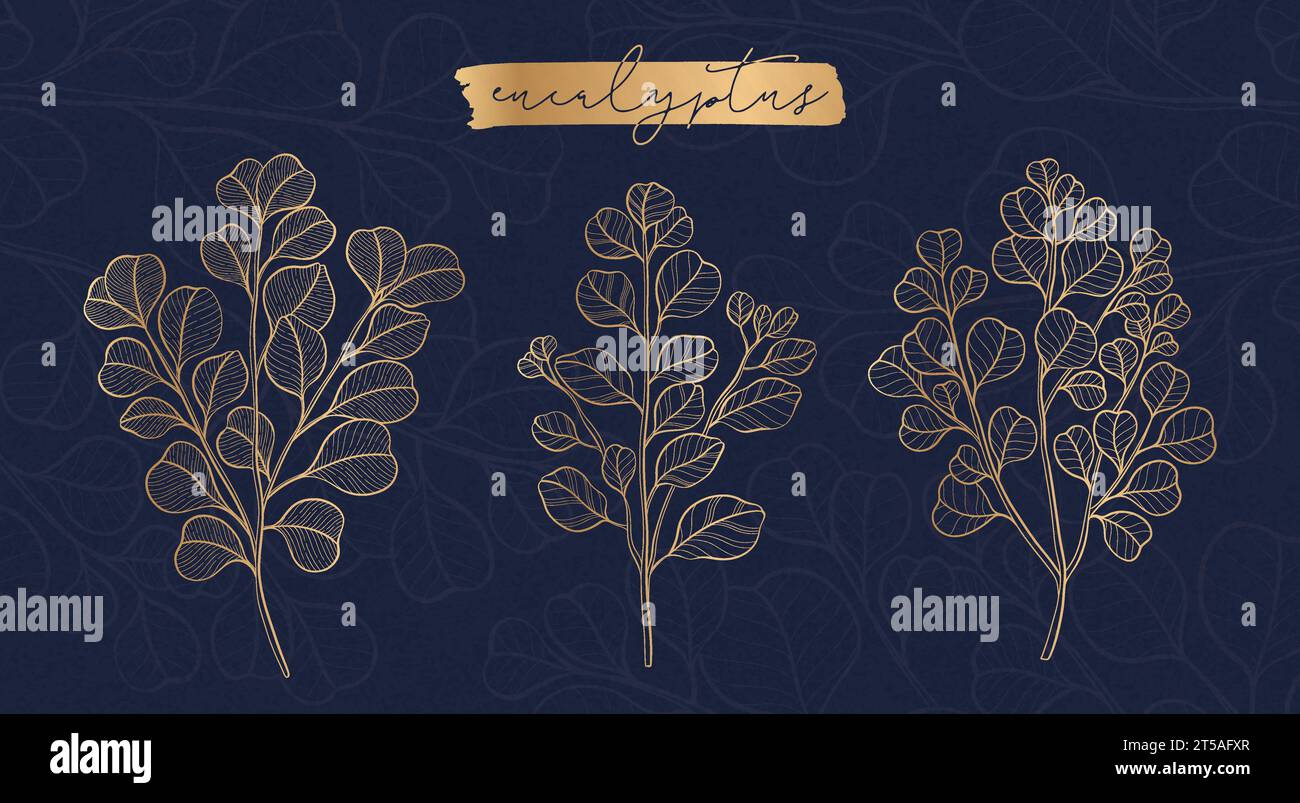 Eucalyptus plant branch isolated on a white background. Botanical