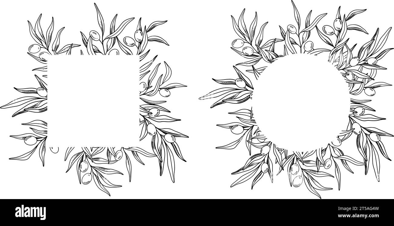 Sketch frame of olive branch with berries and leaves. Hand drawn vector ...