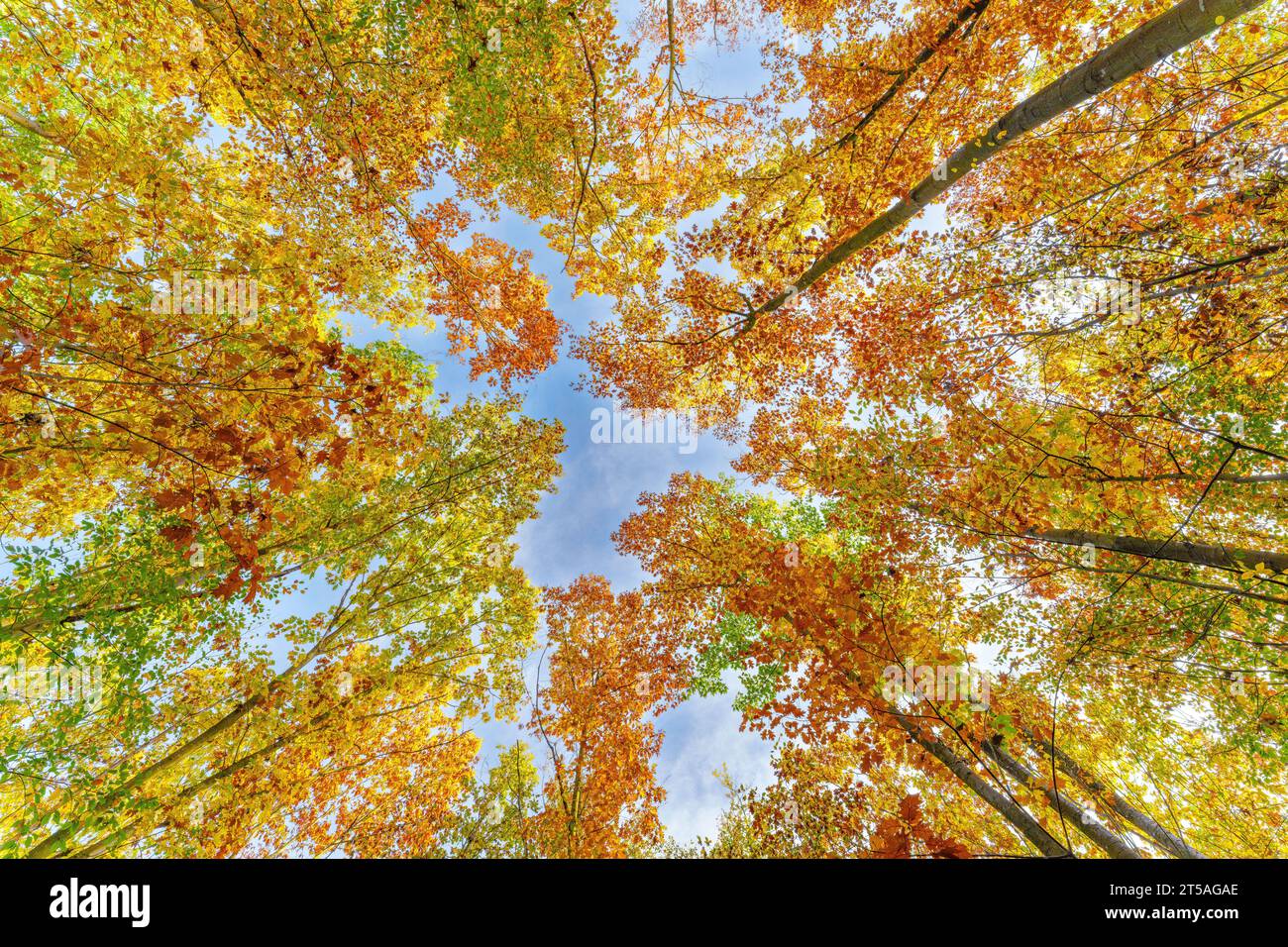 Autumn forest with setting sun shining through leaves and branches. Nature, forestry, Trees, habitat, environment and sustainability concepts, desktop Stock Photo