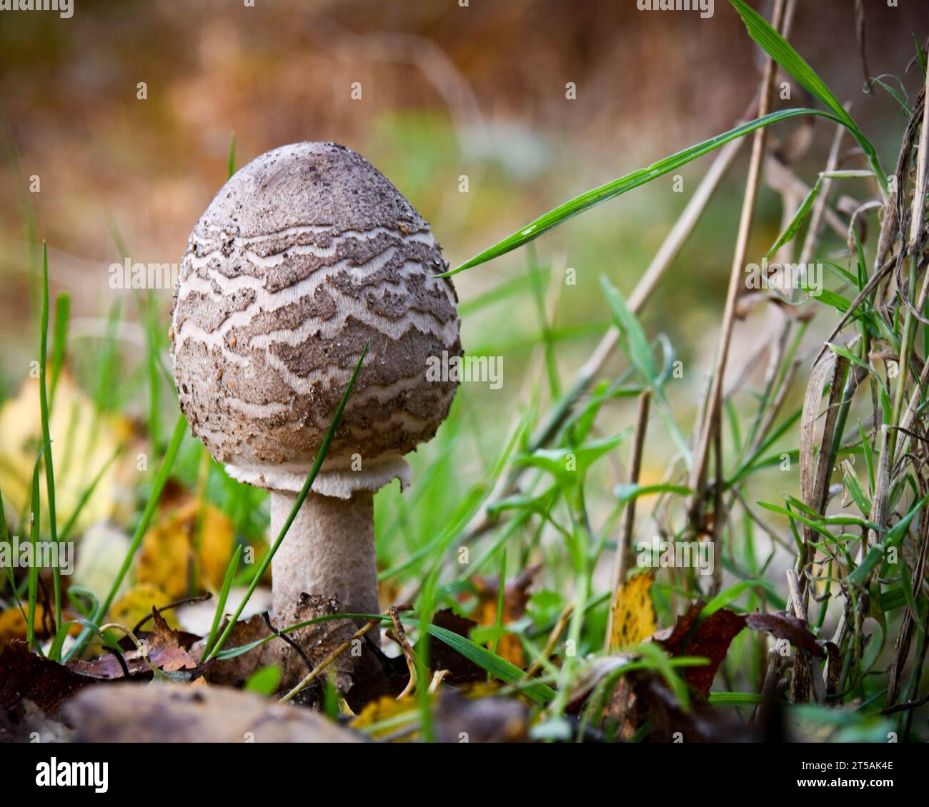Parasol mushroom Stock Photo