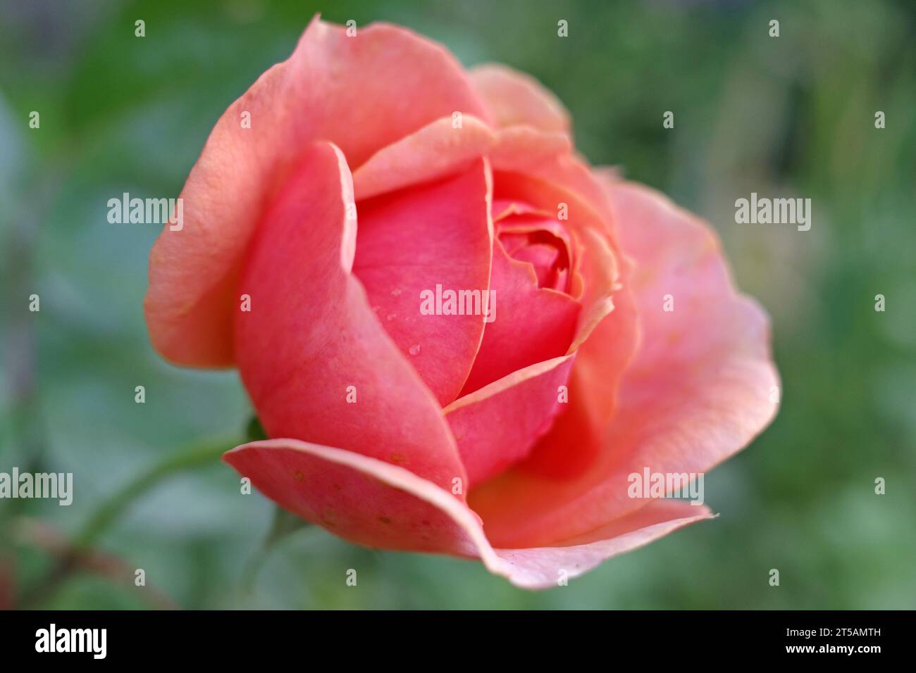 A rose with a very special color: dark pink with a hint of orange Stock Photo