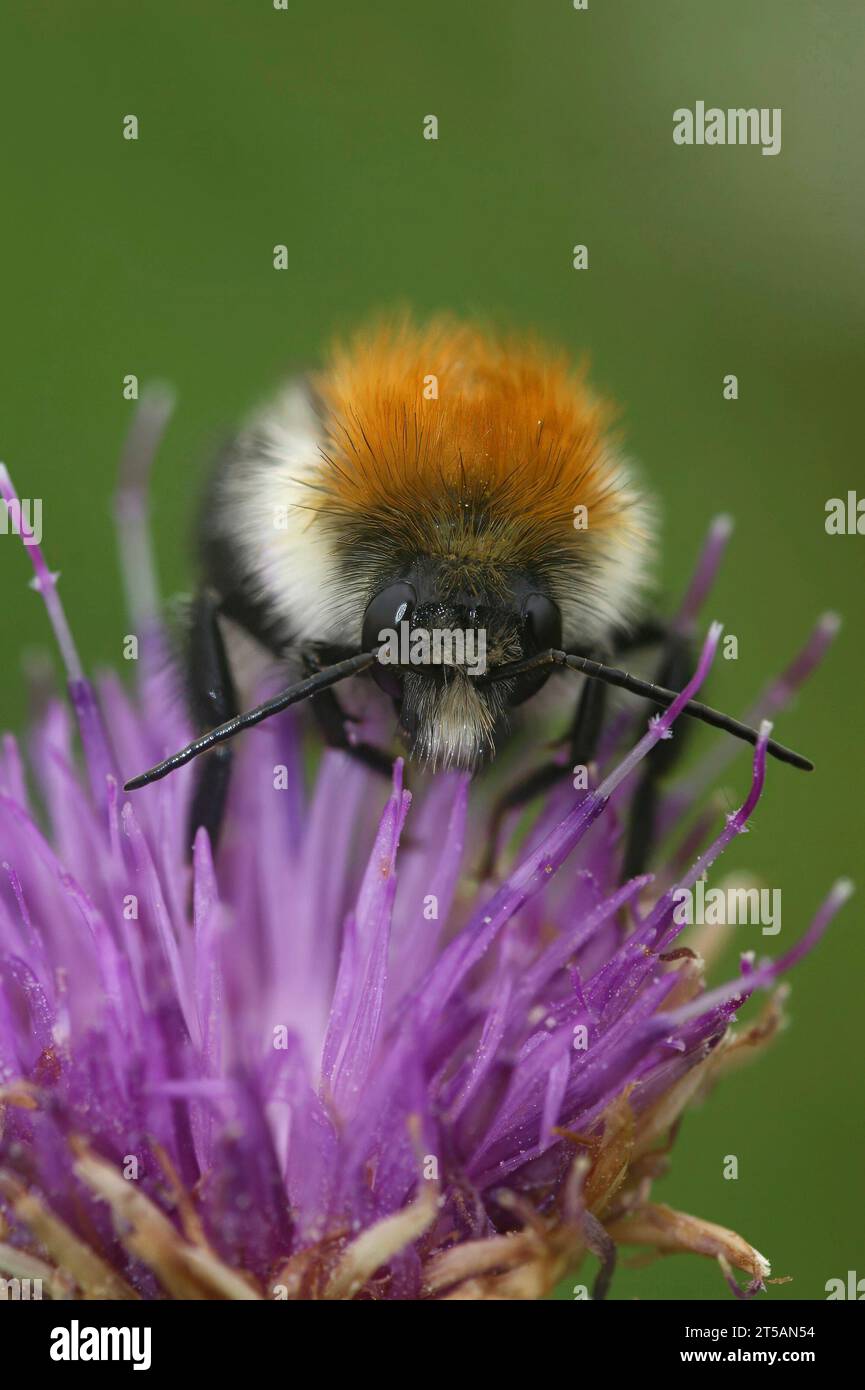 Vertical closeup on a fluffy cute common brown-banded bumblebee, Bombus pascuorum, on a purple knapweed , Centaurea jacea, flower with copy-space Stock Photo