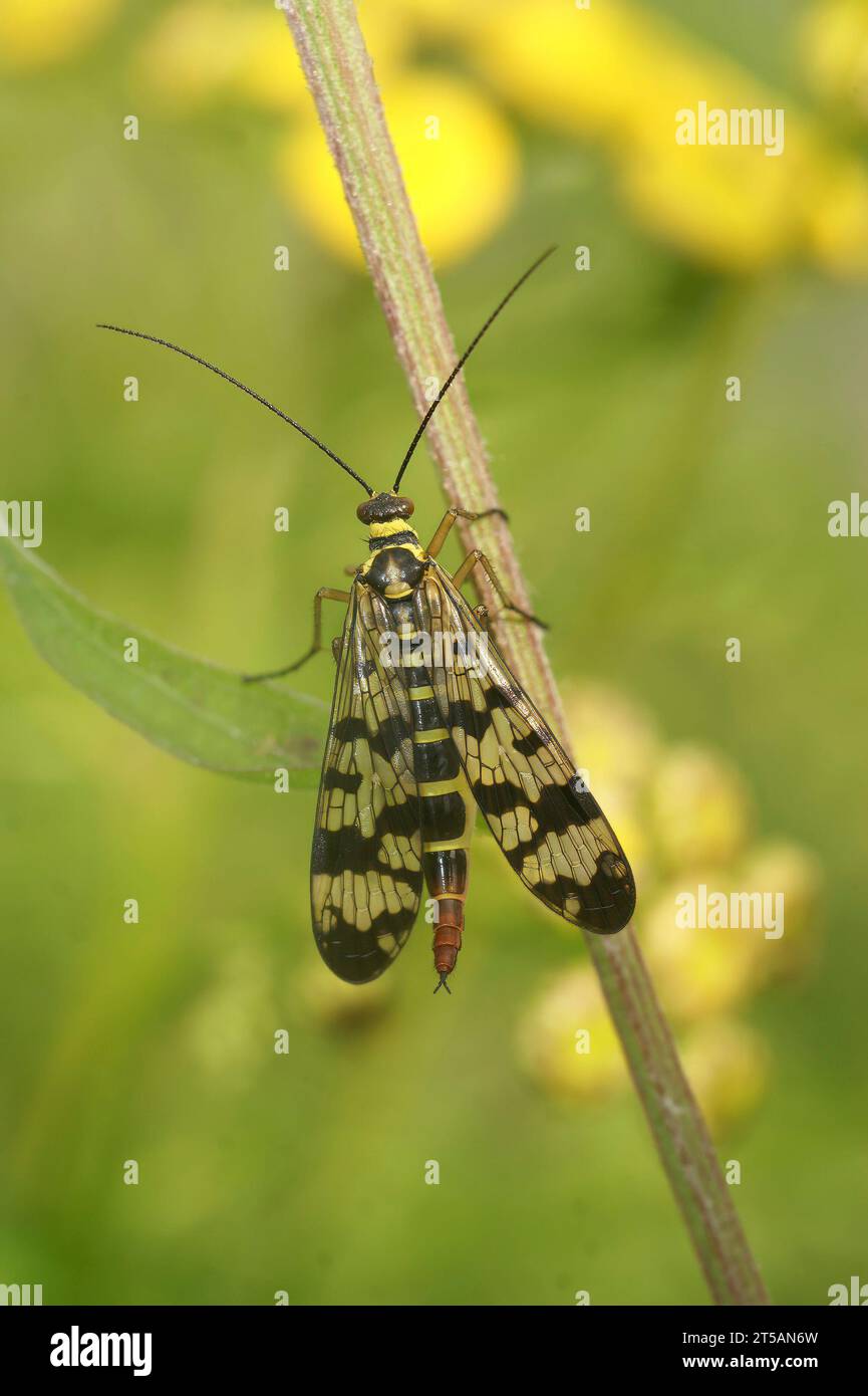 Natural closeup on a female of the common European Meadow scorpionfly, Panorpa vulgaris Stock Photo