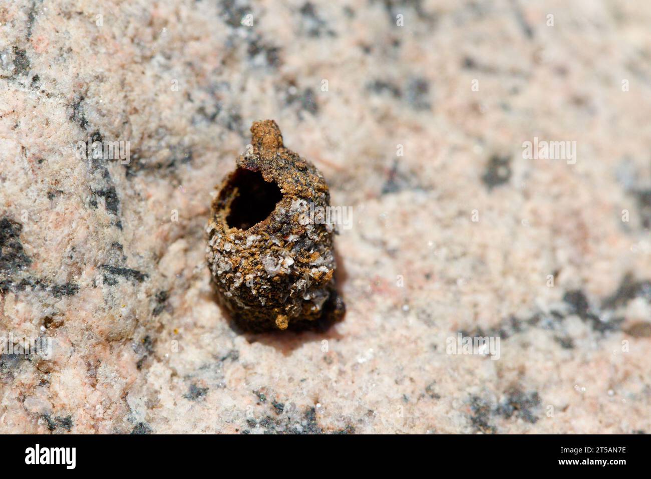 European rotund resin bee (Anthidiellum strigatum) nesting cell Stock Photo