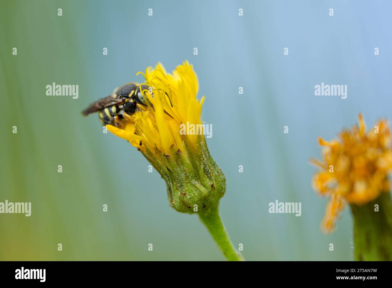 European rotund resin bee (Anthidiellum strigatum) Stock Photo