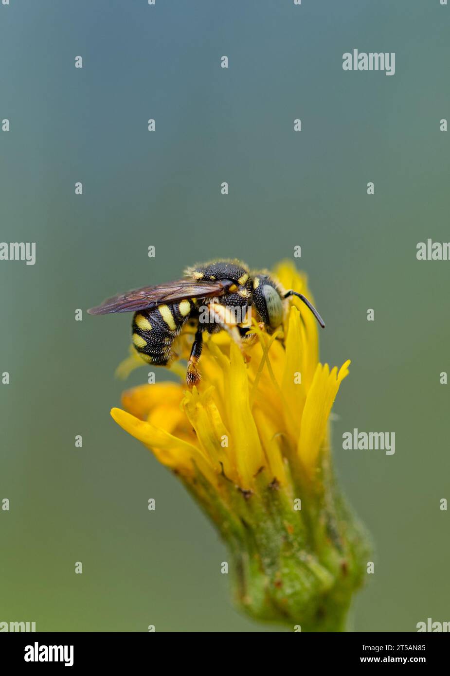 European rotund resin bee (Anthidiellum strigatum) Stock Photo