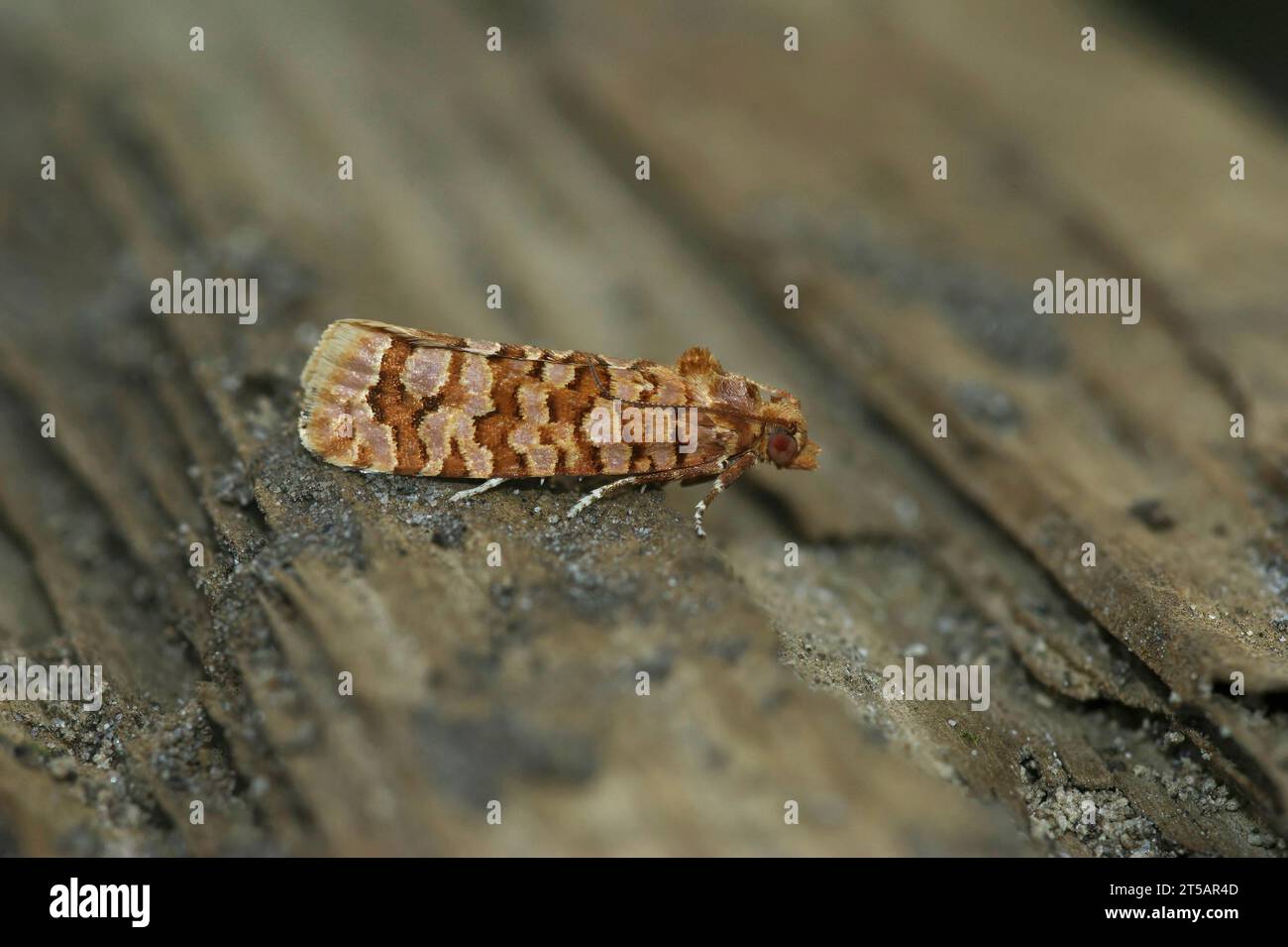 Natural closeup on the small Orange Pine Tortrix moth, Lozotaeniodes formosana sitting on wood Stock Photo