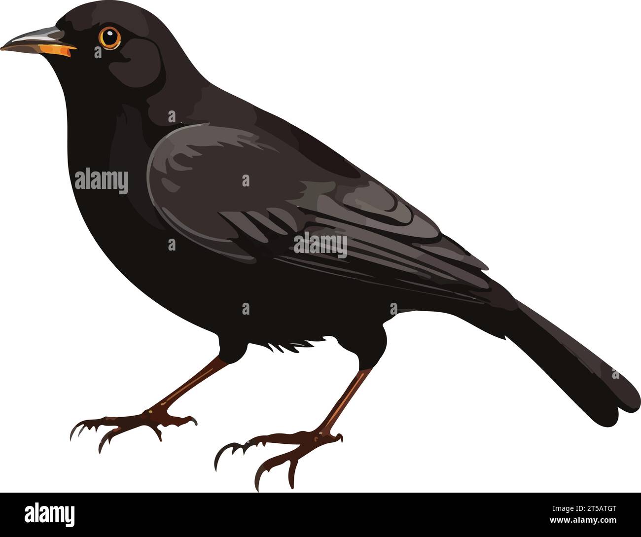 Feathered vector vectors hi-res stock photography and images - Alamy