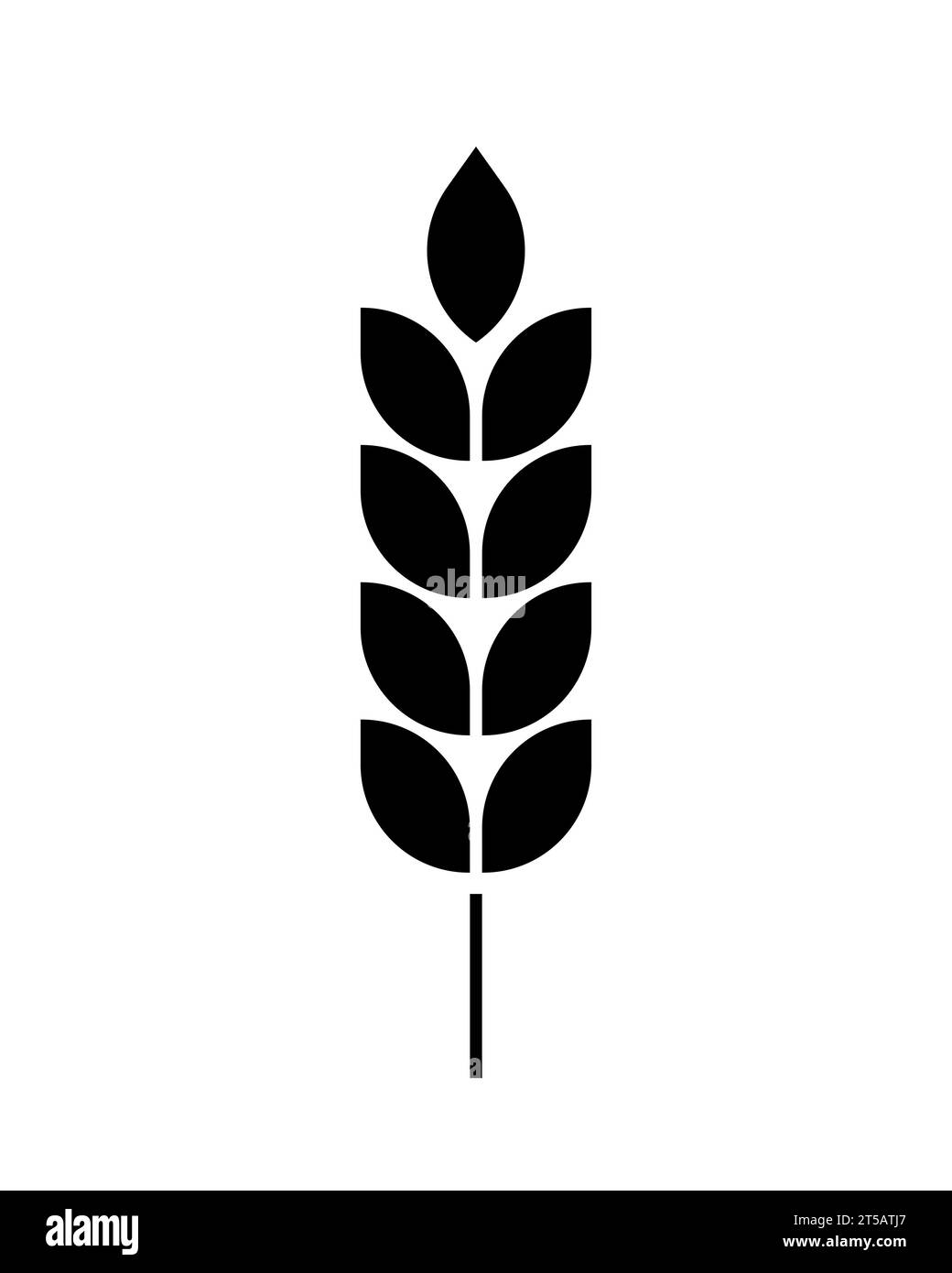 Corn maize rice wheat Black and White Stock Photos & Images - Alamy