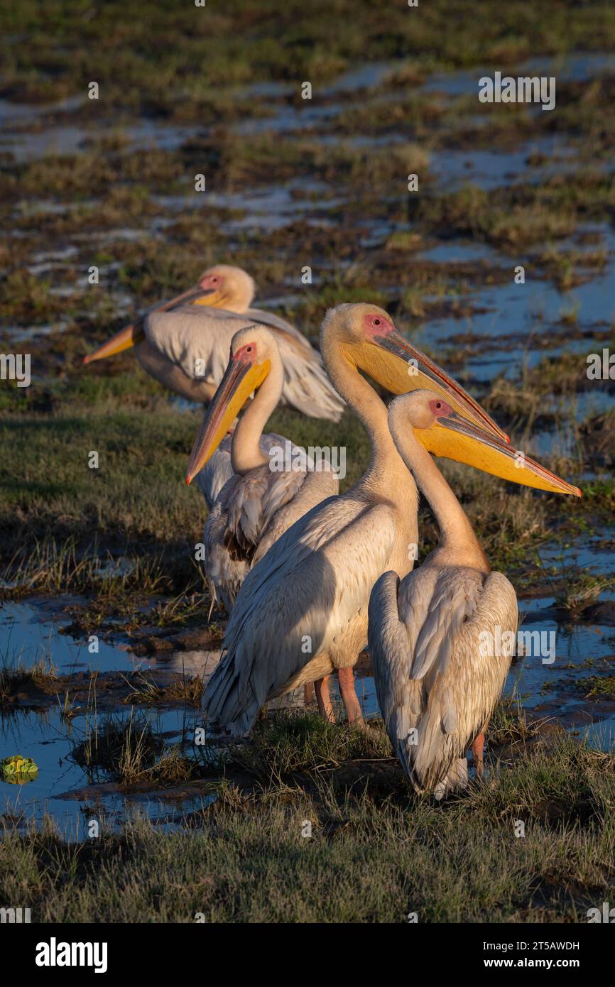 Great White Pelican, Pelecanus onocrotalus, Pelecanidae, Pelecanidae, Amboseli National Park, Kenya, Africa Stock Photo