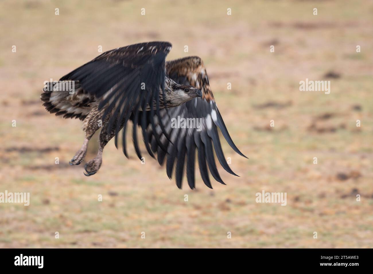 African HawkEagle, Hieraaetus spilogaster, Accipitridae, Amboseli