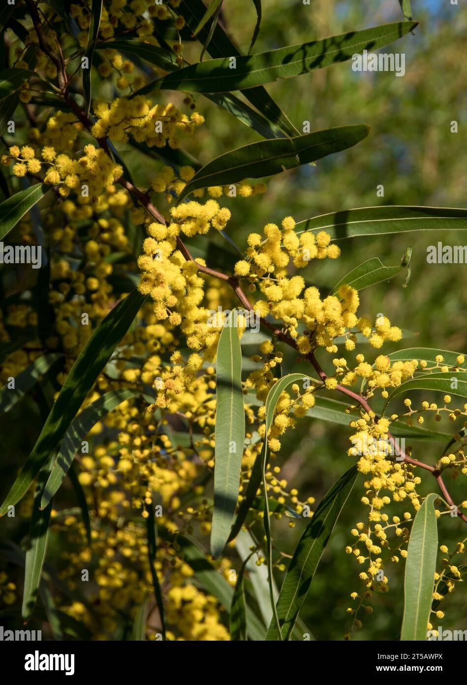Tiny fragrant yellow flowers of Australian zig-zag wattle, Acacia macradenia, in Queensland garden. Bright flowers in winter sunshine. Stock Photo