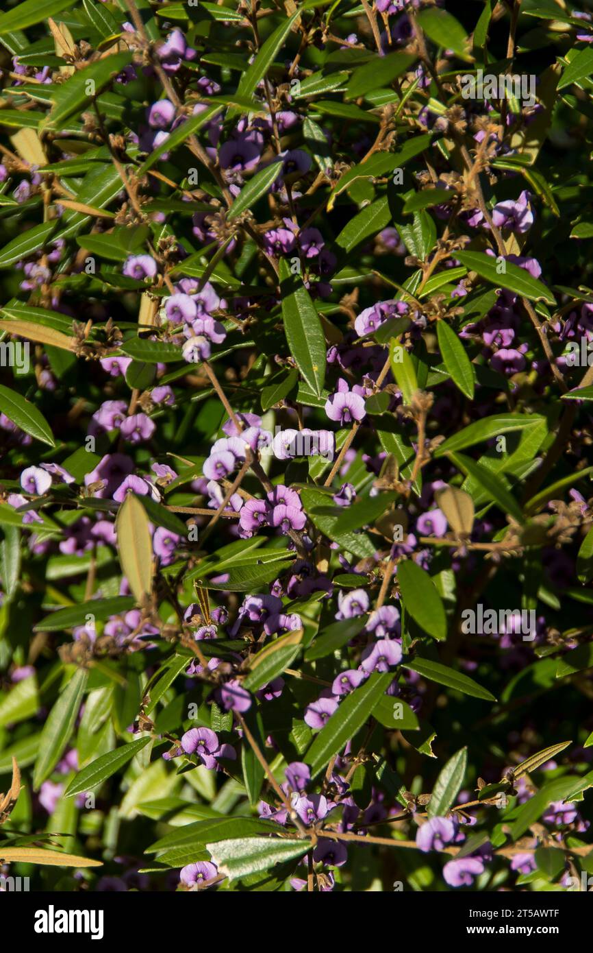Flowers and foliage of native Australian purple pea bush, Hovea acutifolia, growing in Queensland garden in winter. Hundreds of tiny purple flowers. Stock Photo