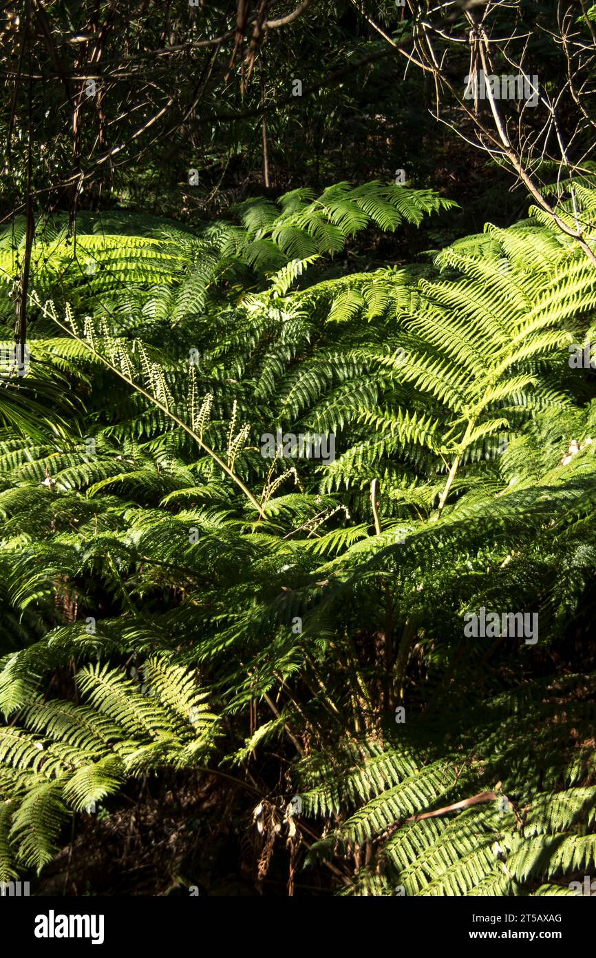 Bright green tops of Lacy Tree Fern fronds, Cyathea cooperi, growing in gully of subtropical rainforest in Queensland, Australia. Overhead view. Stock Photo