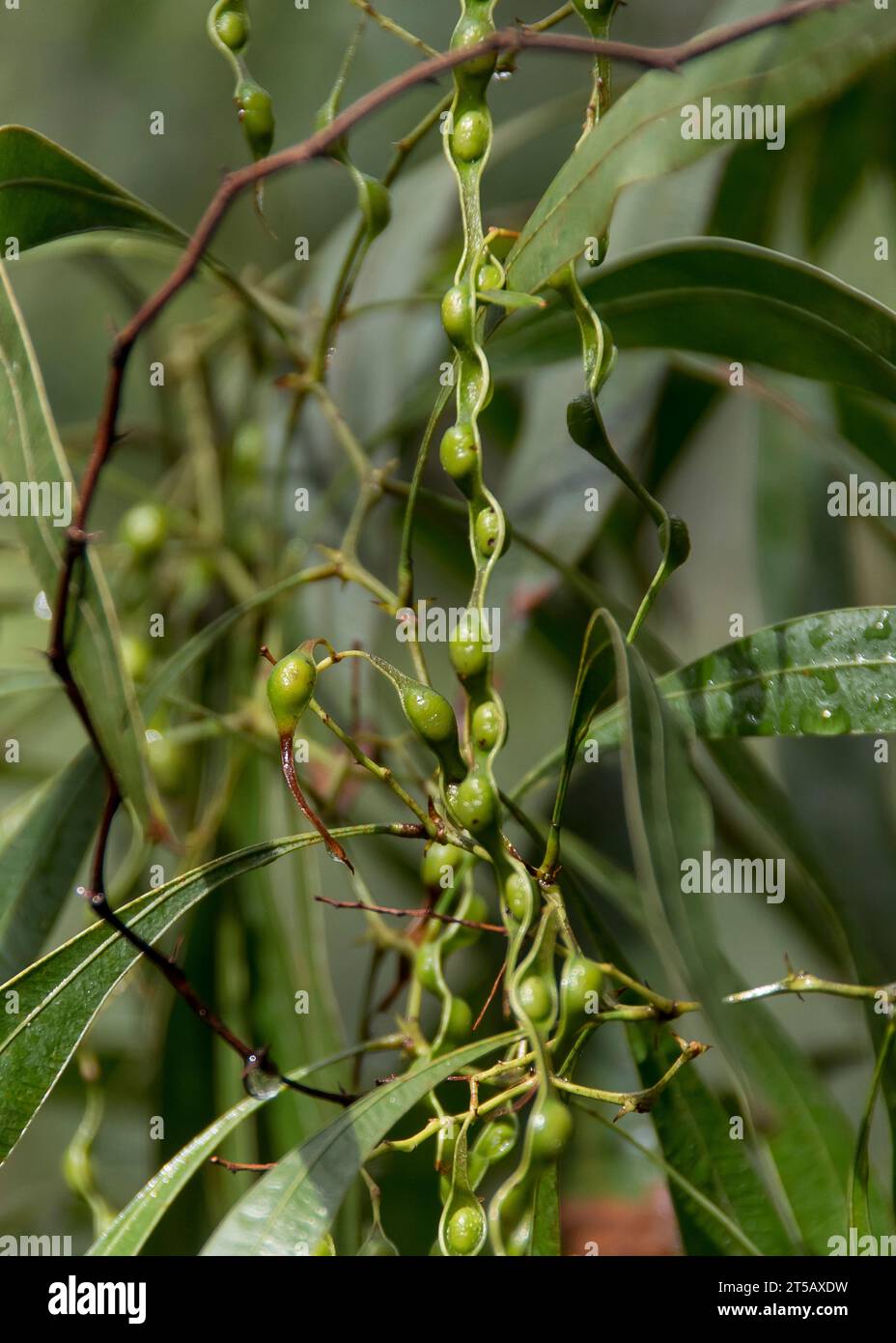 New, long, green seedpods of Australian zigzag wattle, Acacia
