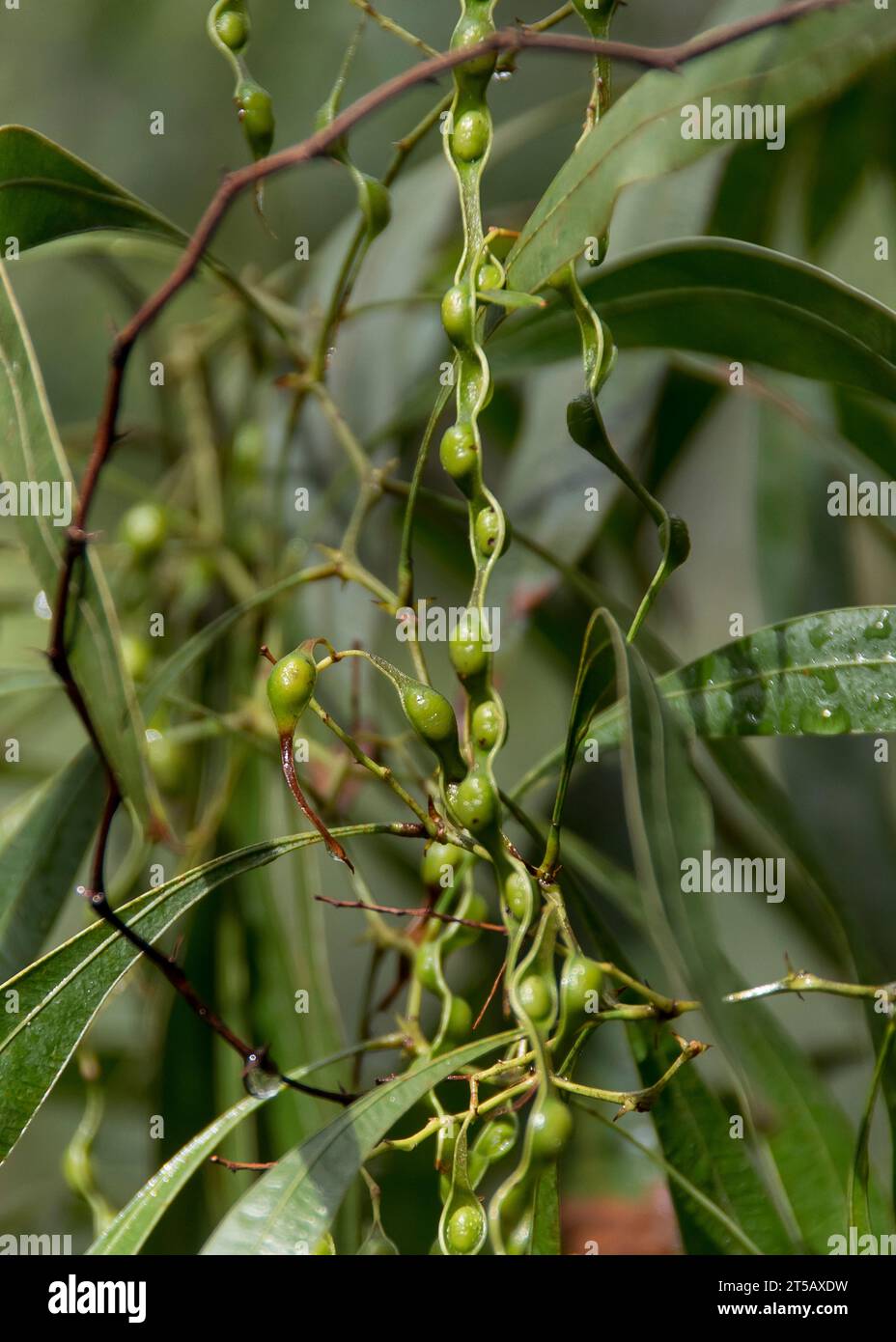 New, long, green seed-pods of Australian zig-zag wattle, Acacia macradenia, in Queensland garden. Bush tucker. Stock Photo