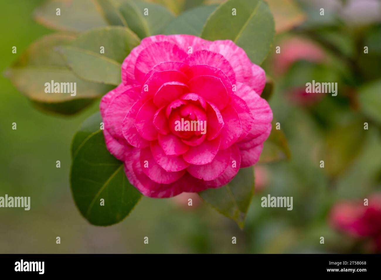 Middlemist Camelia-The rare plant, brought to Britain from China ...