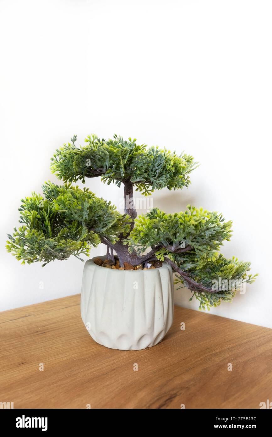 Bonsai green pine tree isolated on the table, white background Stock Photo