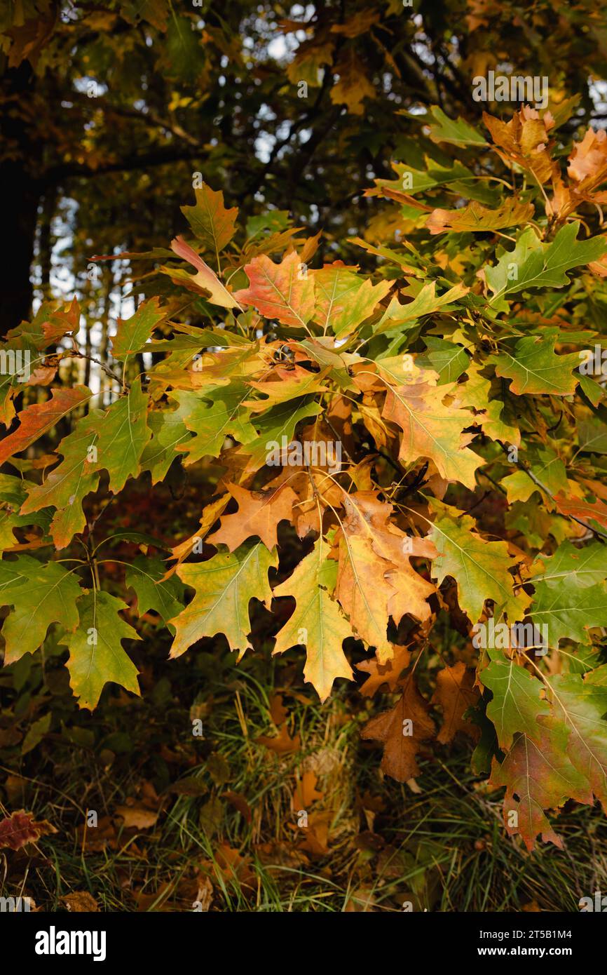yellow oak leaves close up on tree nature Stock Photo