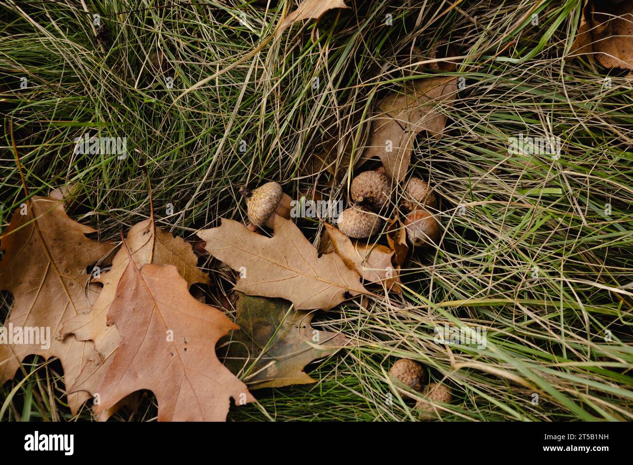 oak leaves and acorns  on the grass nature autumn background Stock Photo