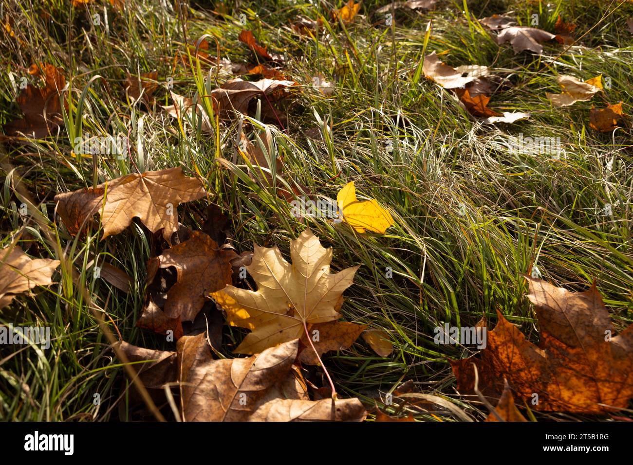autumn yellow and brown maple leaves close up on the grass nature background Stock Photo