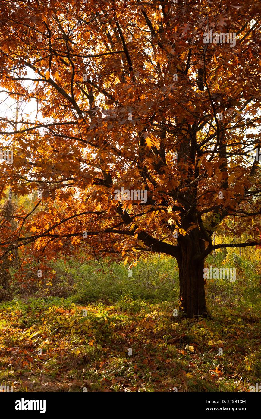 Autumn oak tree with dry brown leaves nature landscape Stock Photo