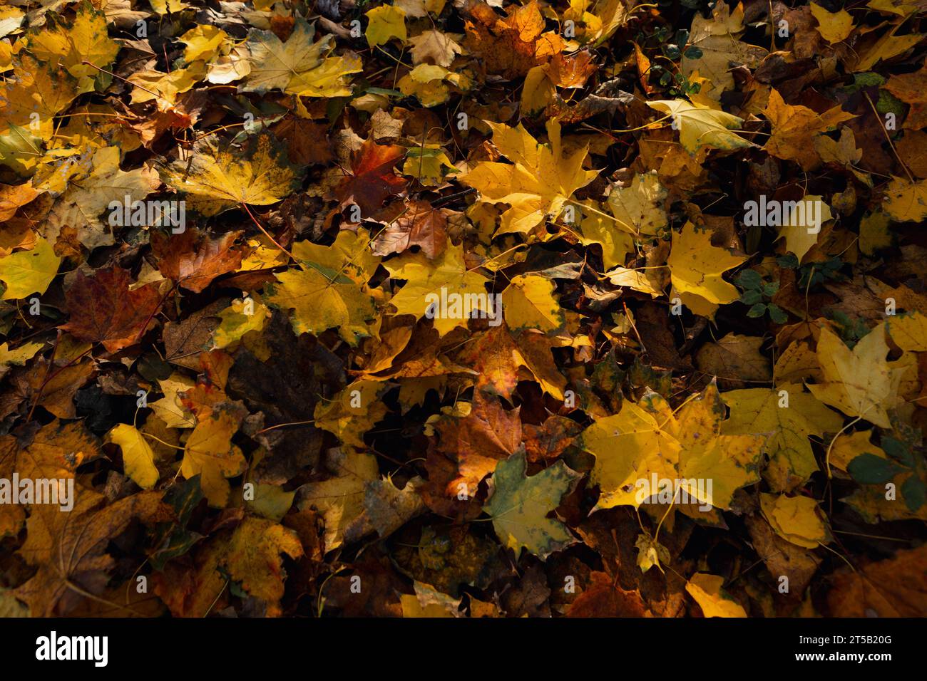 autumn yellow and brown maple leaves on the ground top view nature background Stock Photo