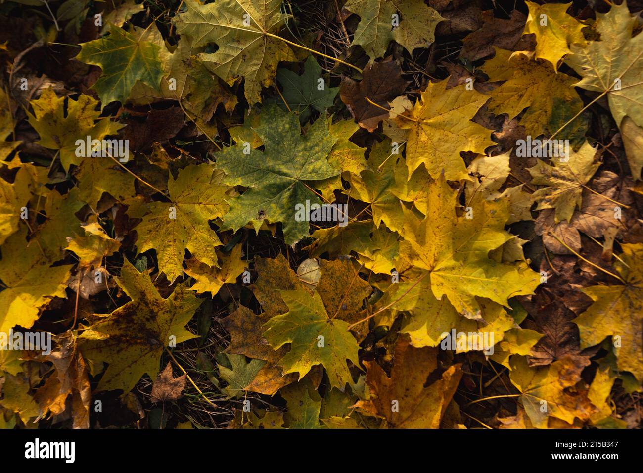 Nature background with fallen autumn yellow maple leaves Stock Photo