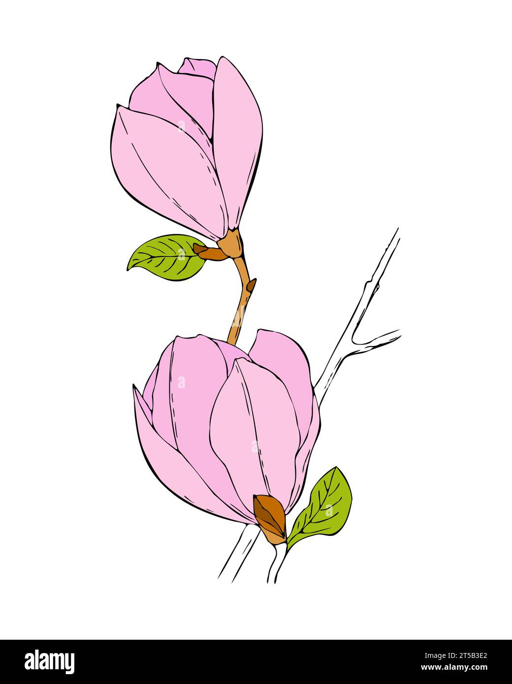 Magnolia branch with pink flowers hand drawn sketch. Vector ...