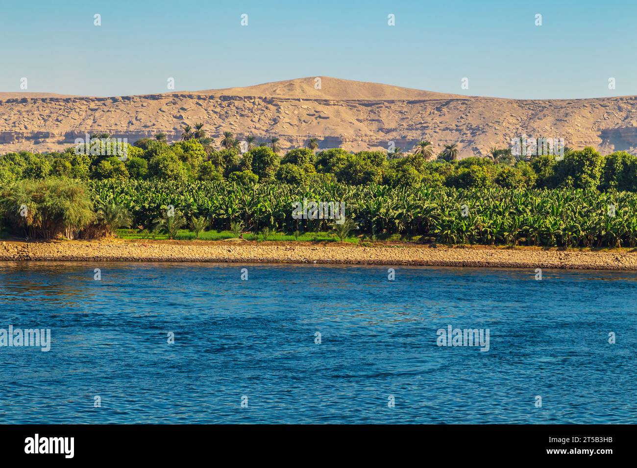 Cultivated fields on the Nile River. Cruise on the Nile. View of the coastline. Aswan, Egypt – October 20, 2023 Stock Photo