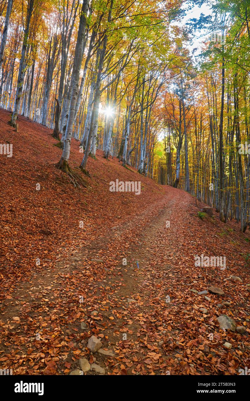 Immerse yourself in the enchantment of autumn as you step into a 