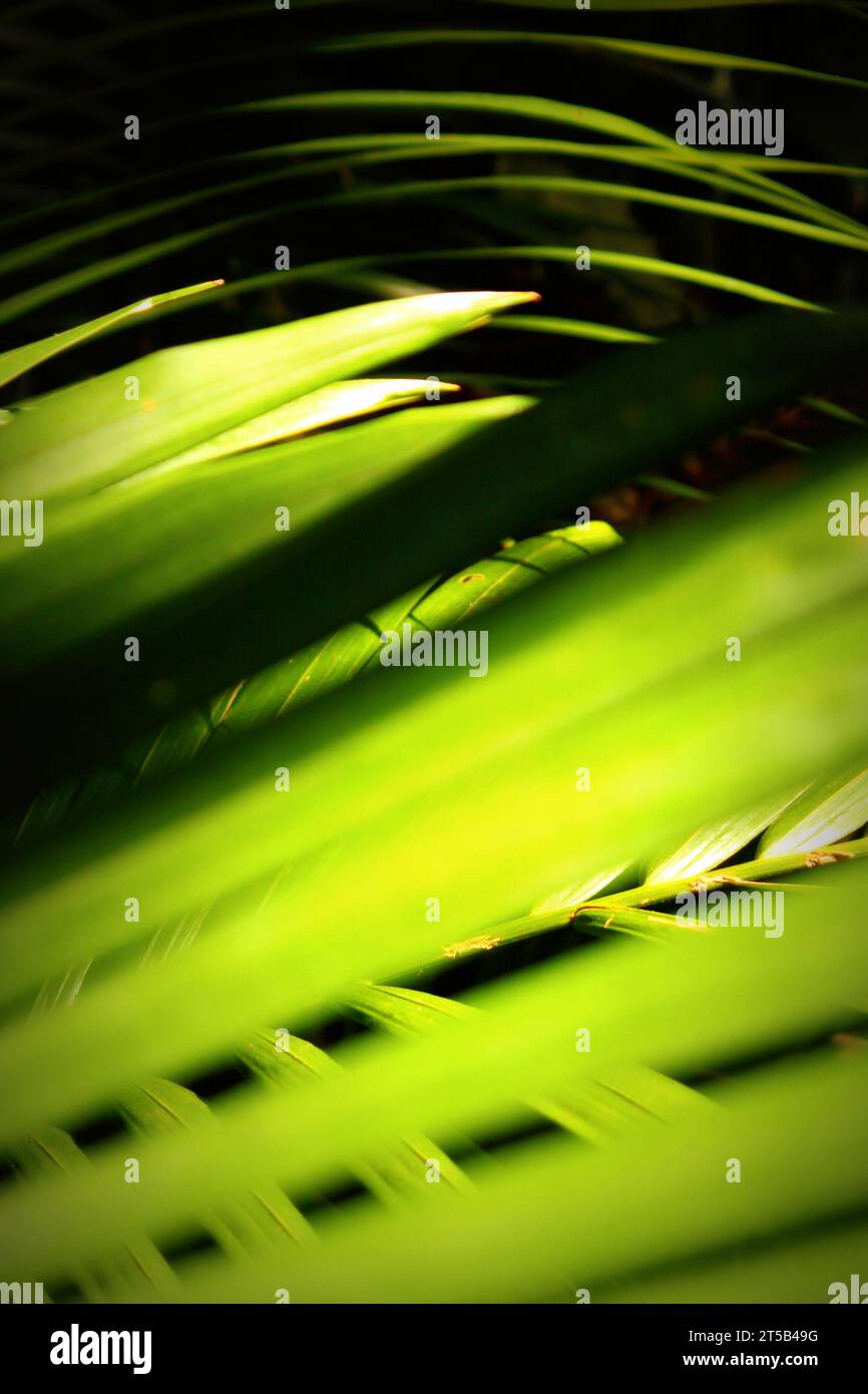 Fresh green palm tree leaves in motion, creating a beautiful pattern Stock Photo