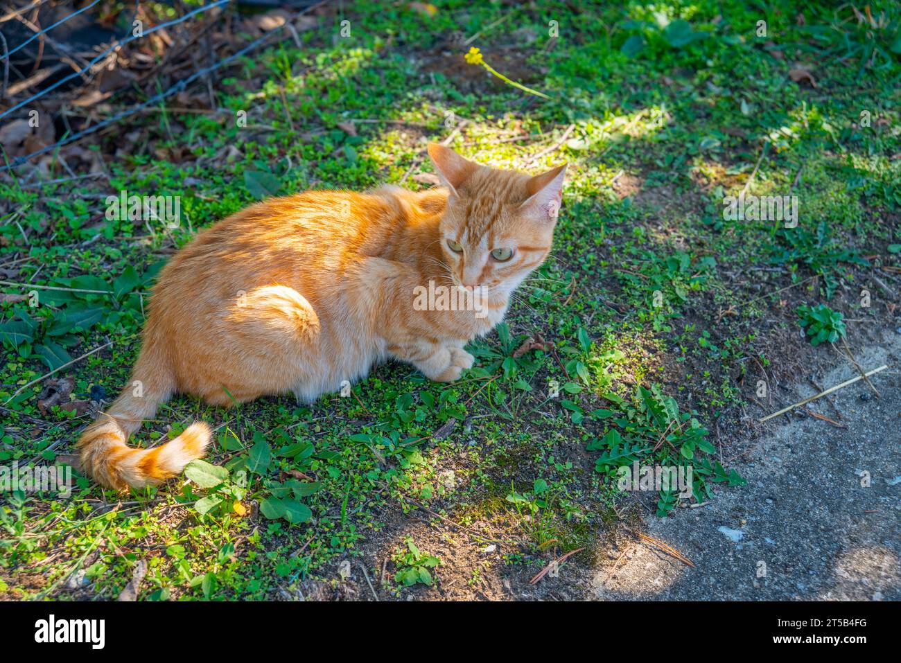Orange tabby cat in the countryside Stock Photo Alamy