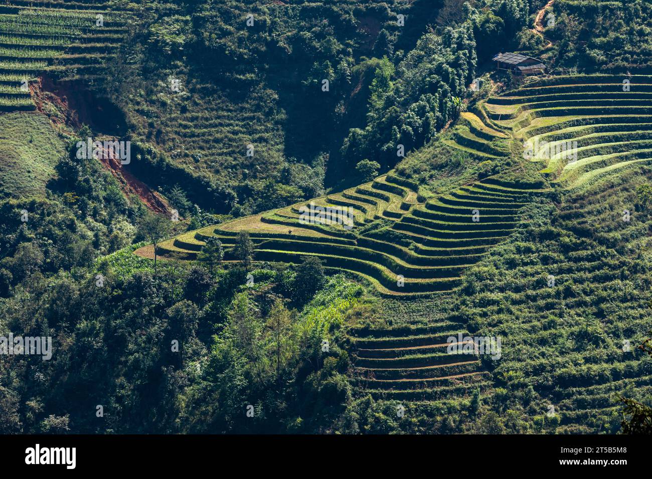 Rice Terrace and Landscape of the Ha Giang Loop in Vietnam Stock Photo ...