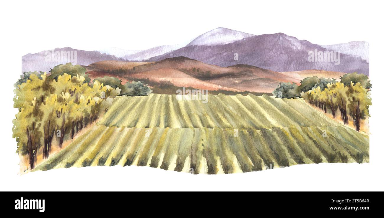 Watercolor landscape with grape fields, vineyards, bushes, trees