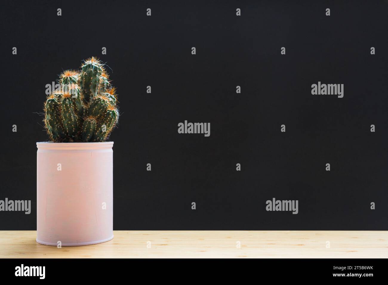 Cactus plant white container table against black backdrop Stock Photo