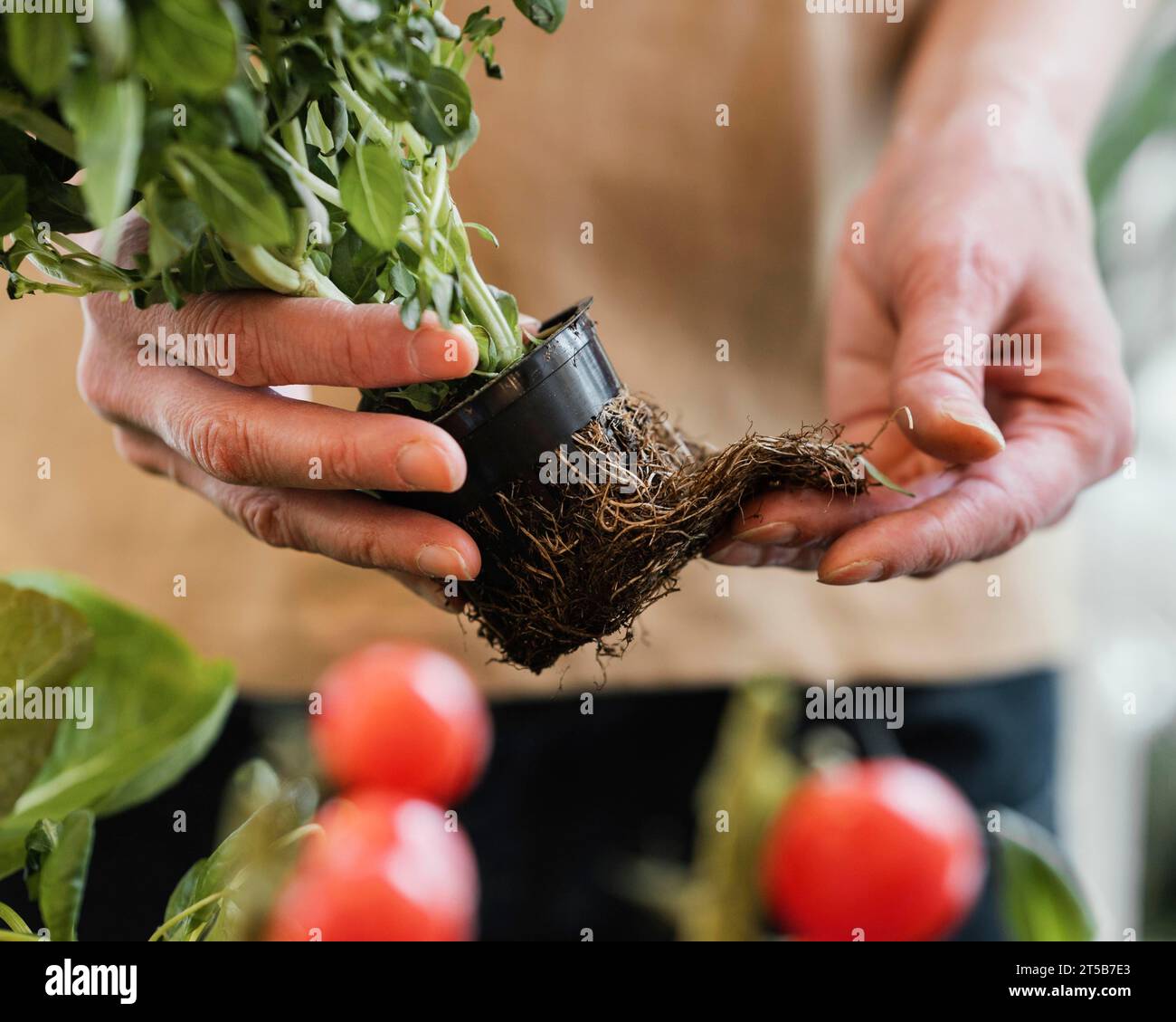 Front view woman holding plant pot with exterior roots Stock Photo - Alamy