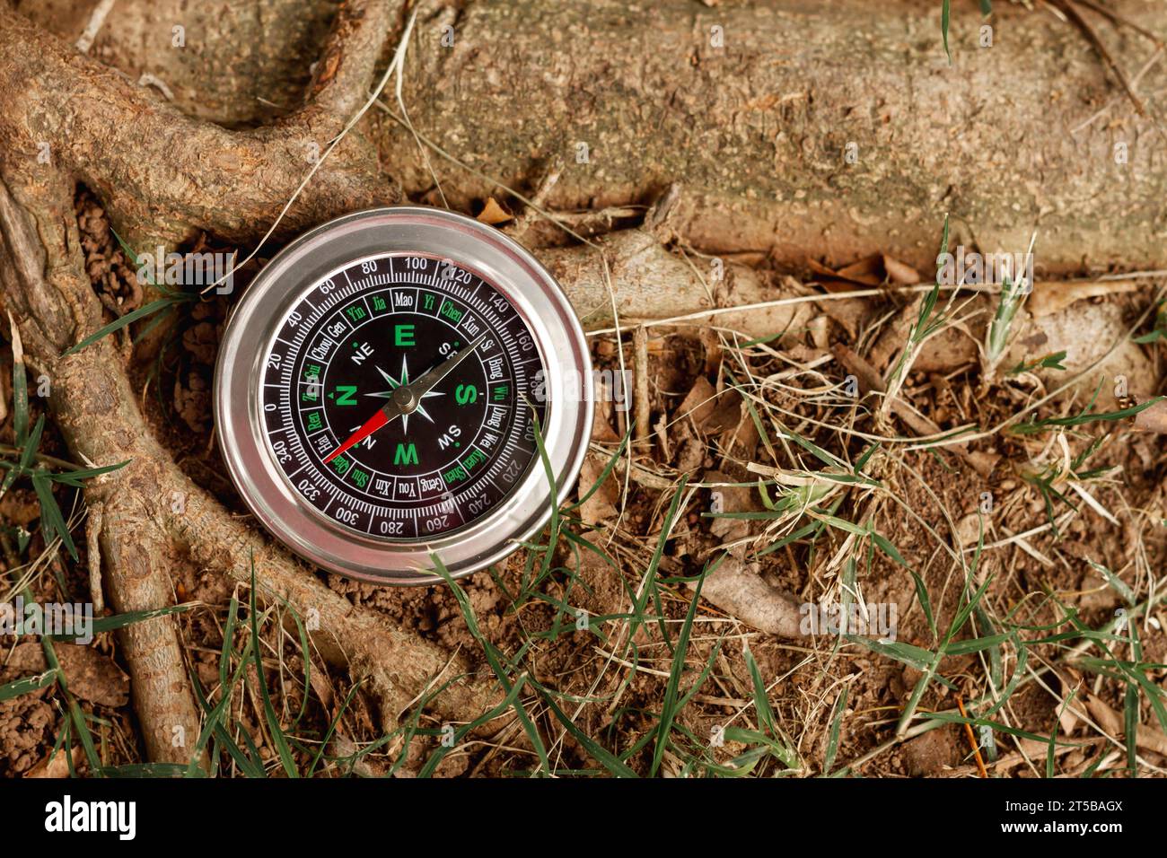 High angle compass tree Stock Photo Alamy