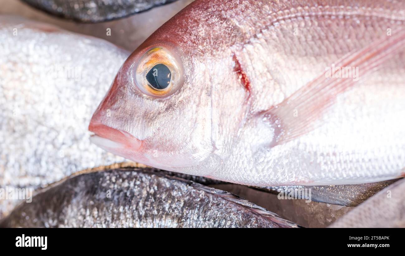 Close up frozen fish market Stock Photo